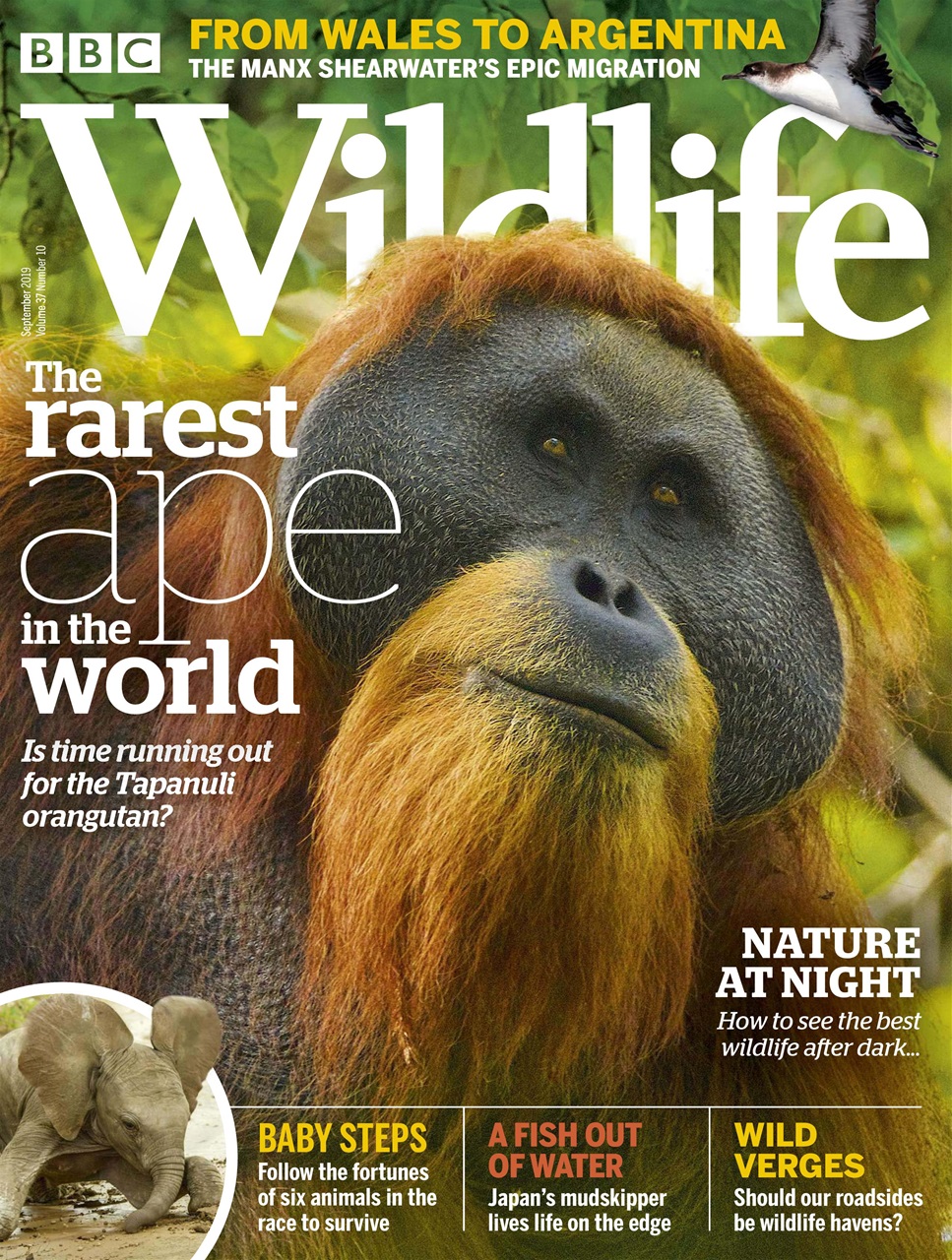 BBC Wildlife Magazine Preview Pages