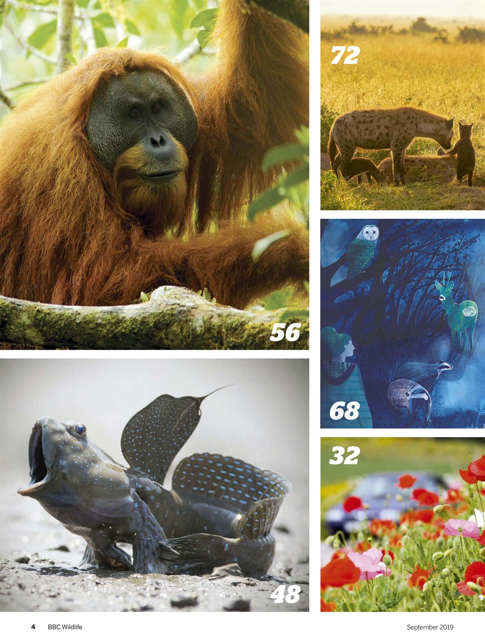 BBC Wildlife Magazine Preview Pages