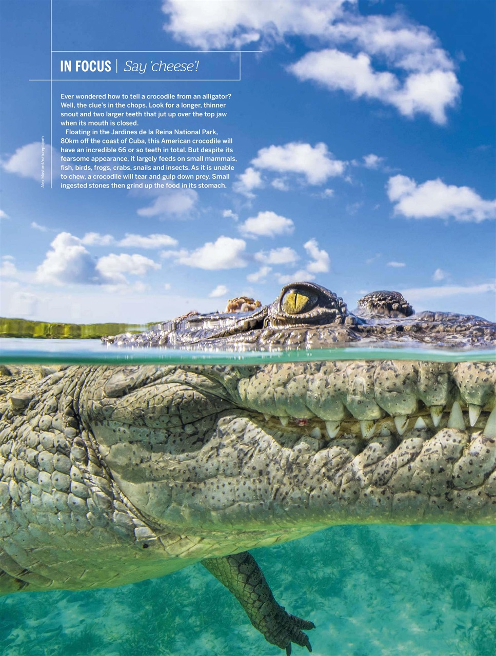 BBC Wildlife Magazine Preview Pages