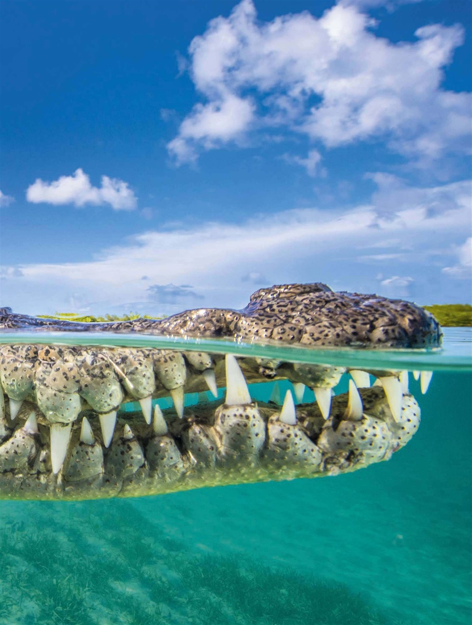 BBC Wildlife Magazine Preview Pages