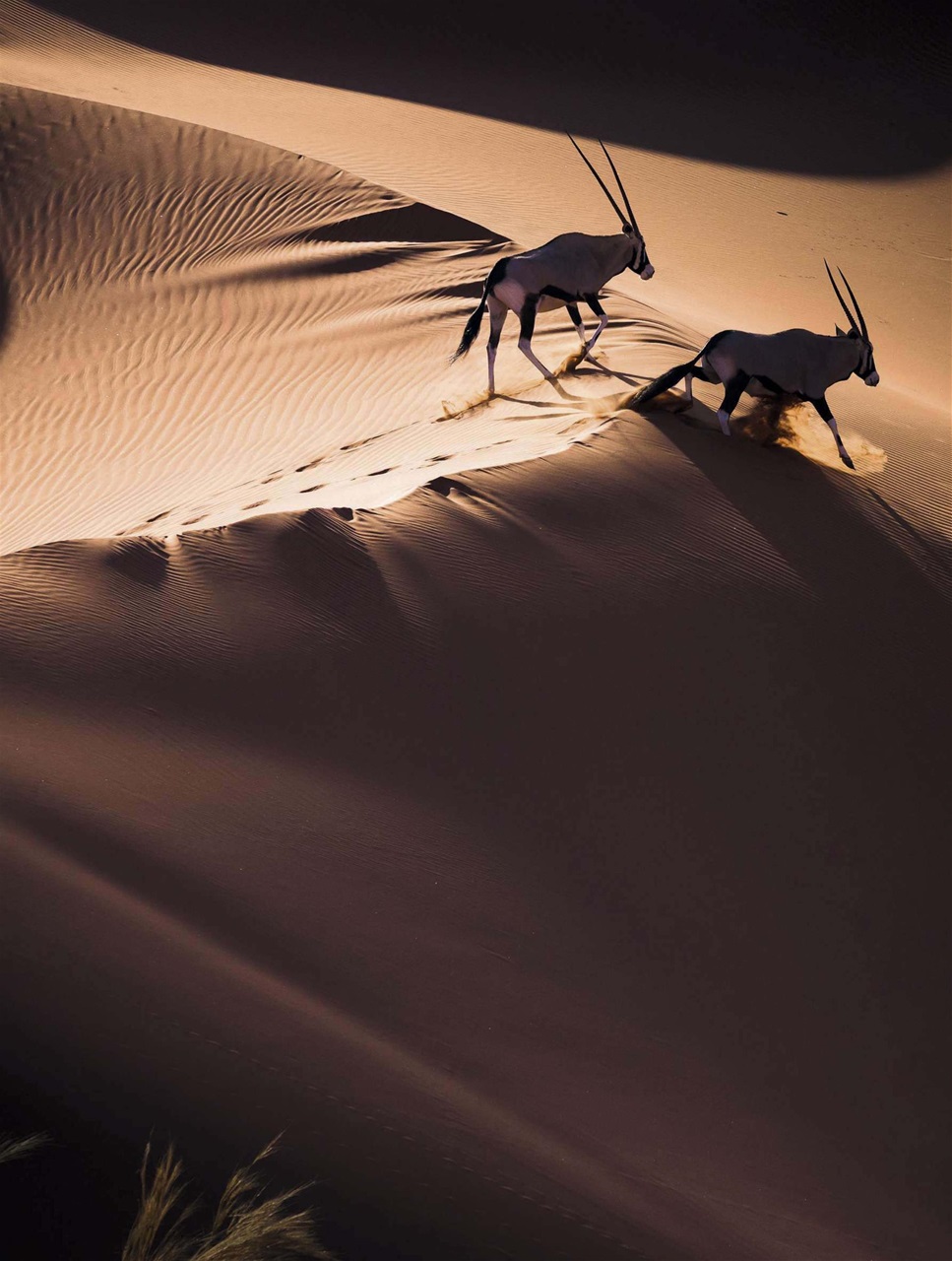 BBC Wildlife Magazine Preview Pages