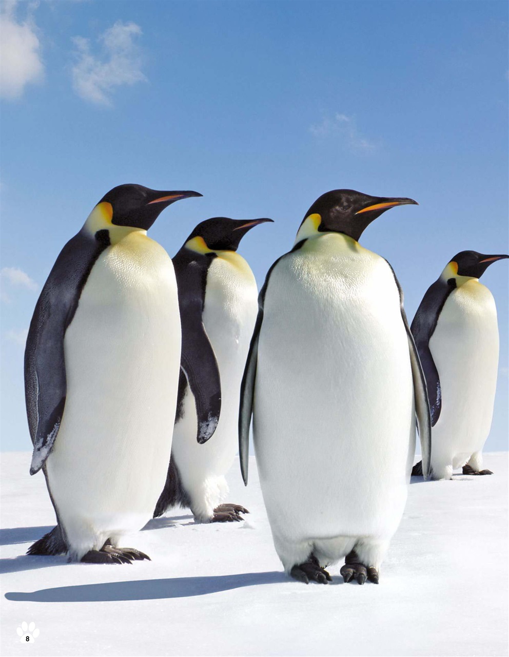 Future Guides & Specials Preview Pages