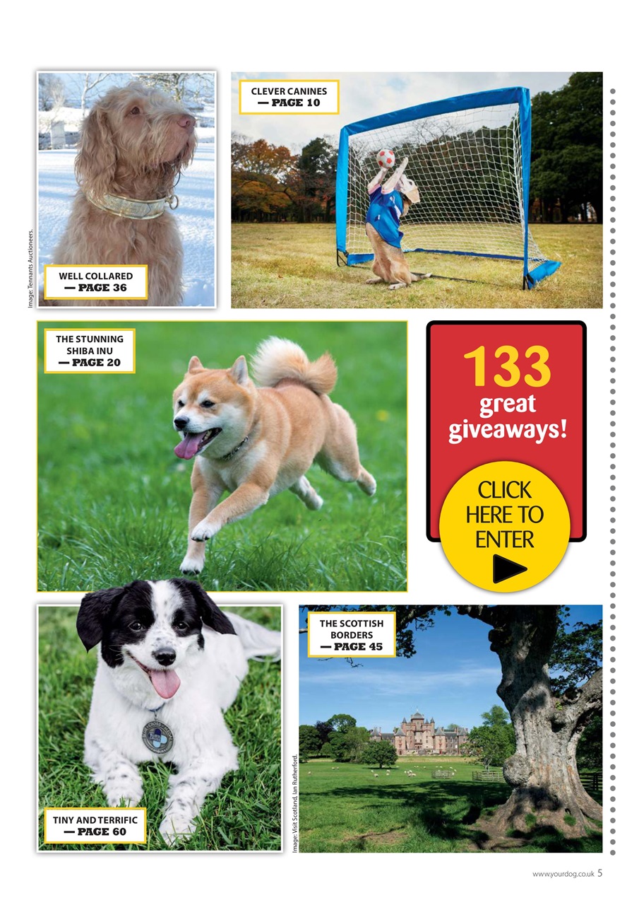 Your Dog Preview Pages