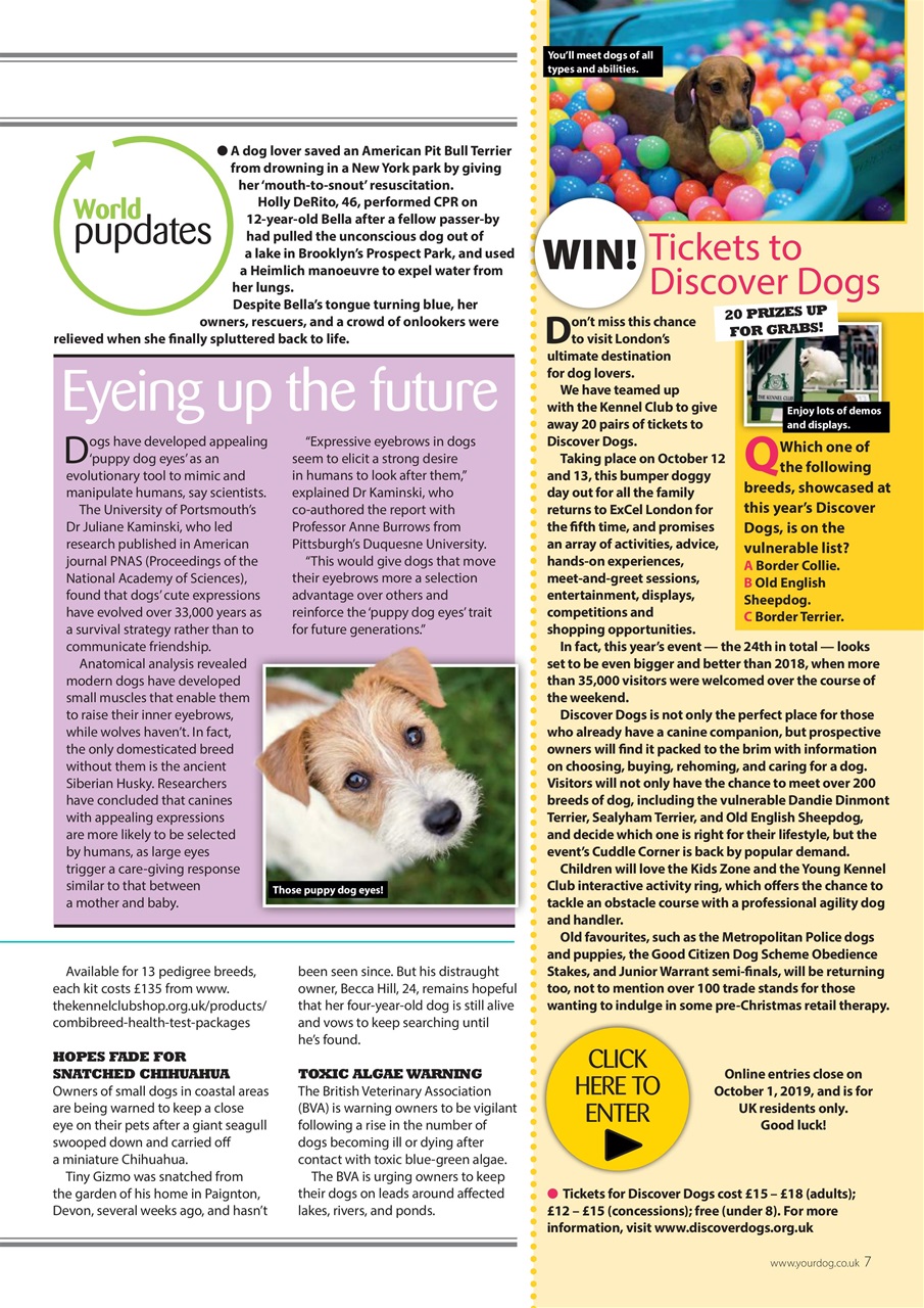 Your Dog Preview Pages