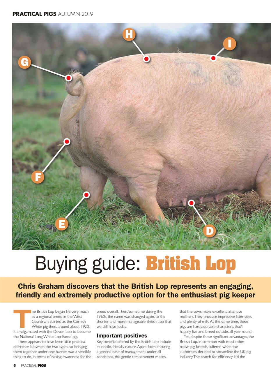 Practical Pigs Preview Pages