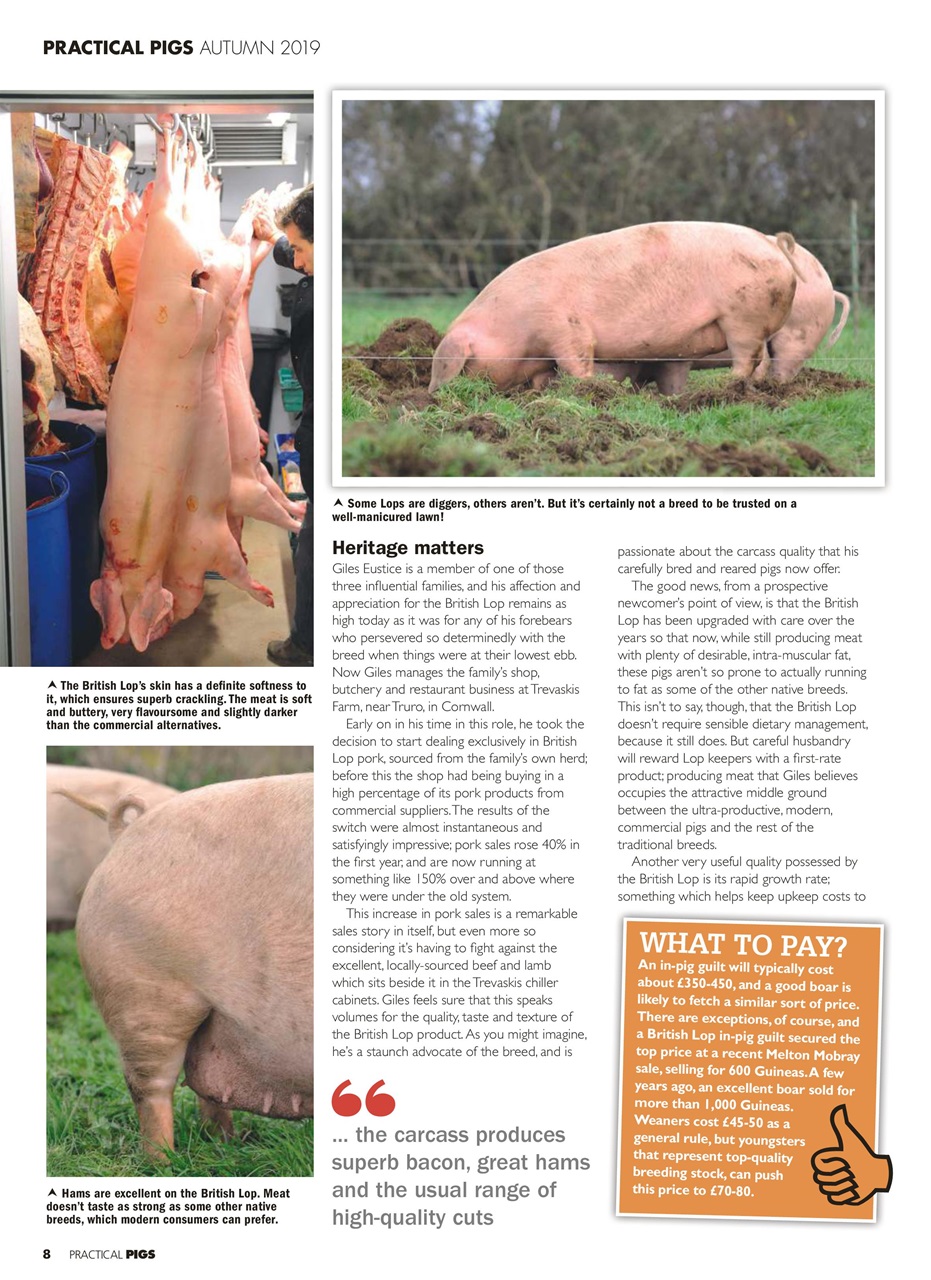 Practical Pigs Preview Pages