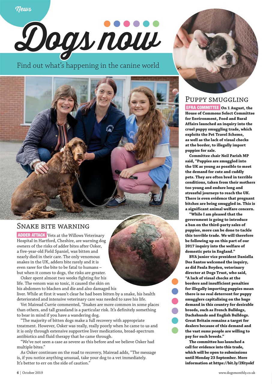 Dogs Monthly Preview Pages