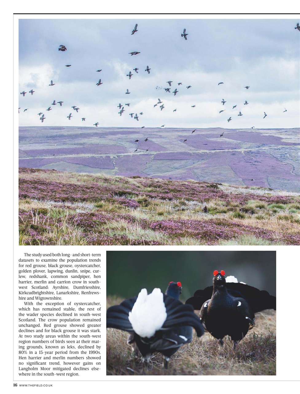 The Field Preview Pages