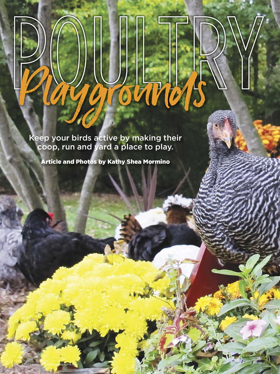 Chickens Magazine Preview Pages