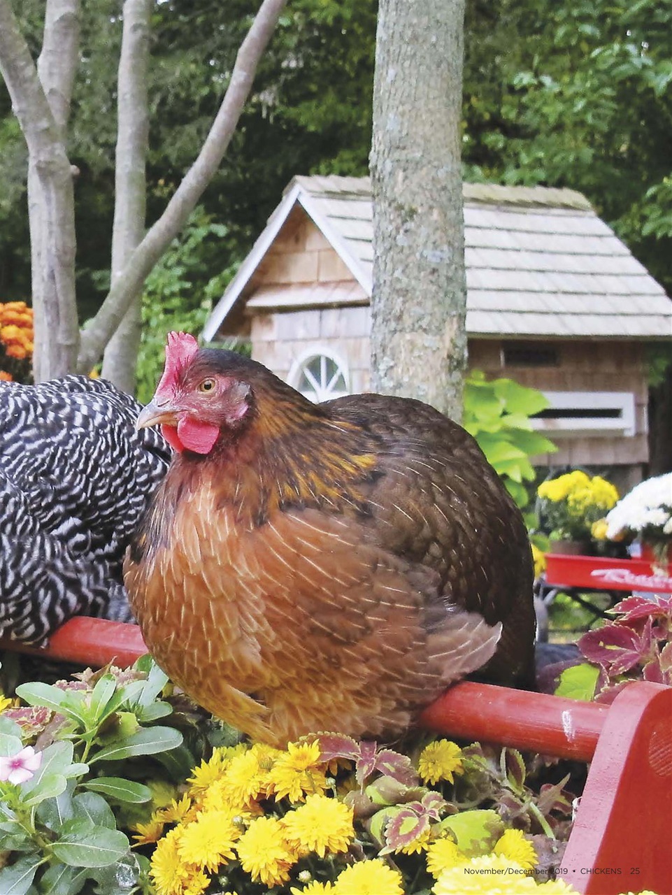 Chickens Magazine Preview Pages