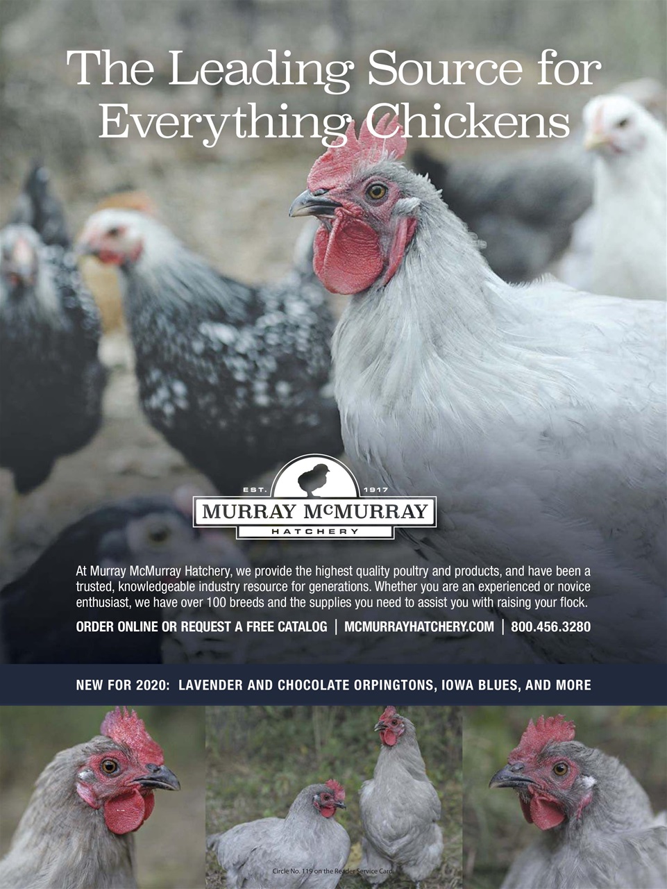 Chickens Magazine Preview Pages