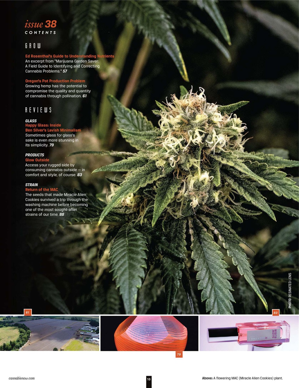Cannabis Now Preview Pages