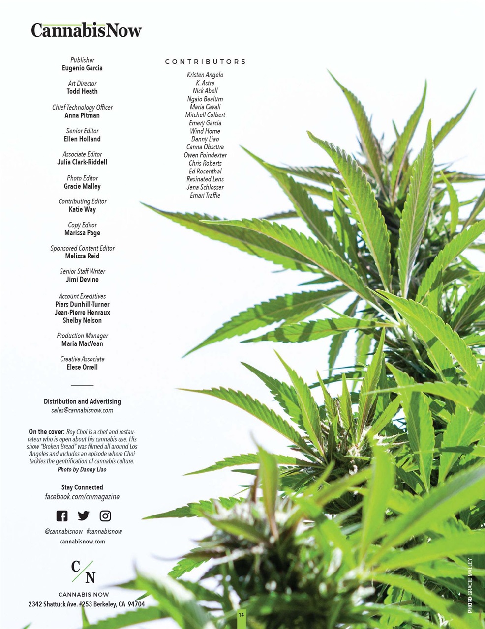 Cannabis Now Preview Pages