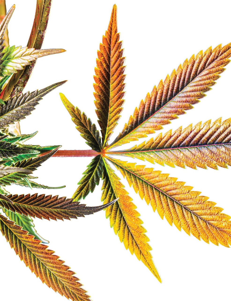 Cannabis Now Preview Pages