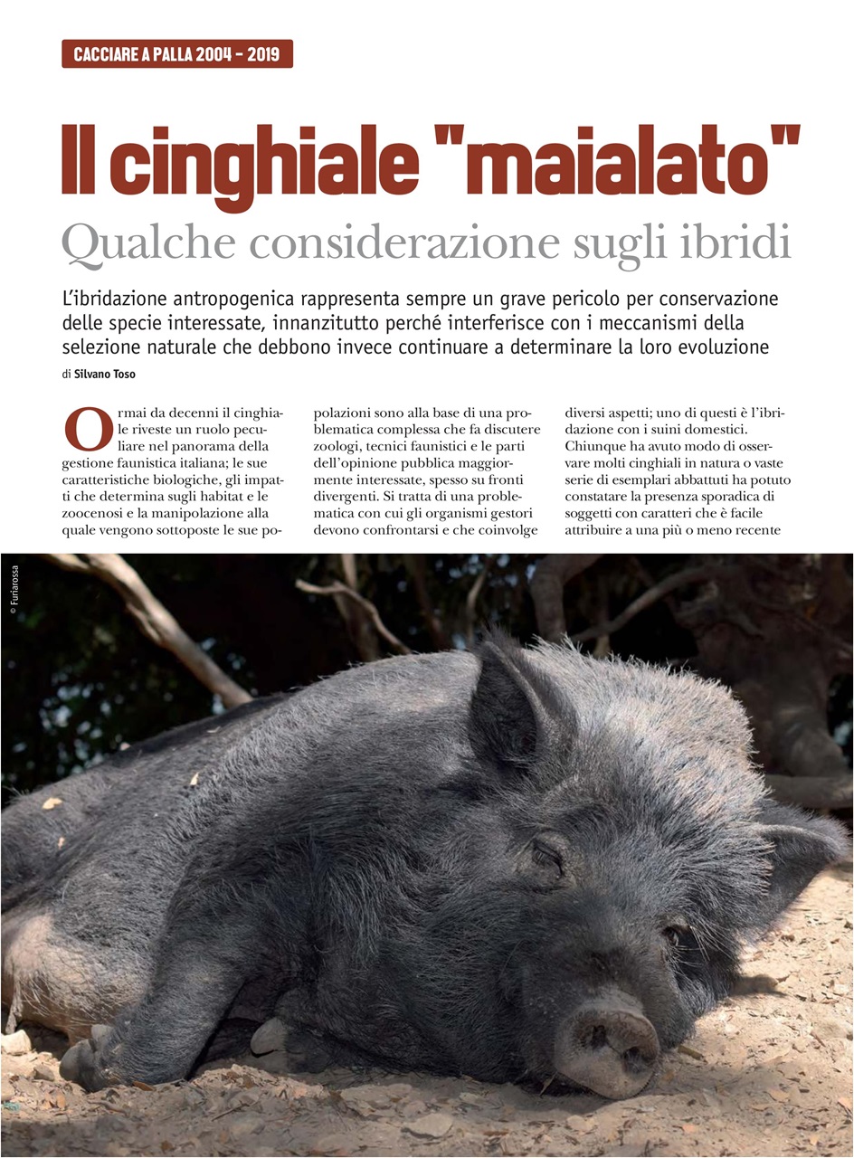 Caccia Magazine Preview Pages