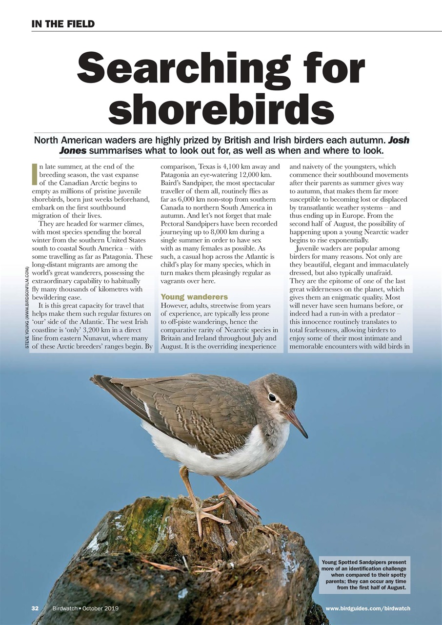 Birdwatch Magazine Preview Pages
