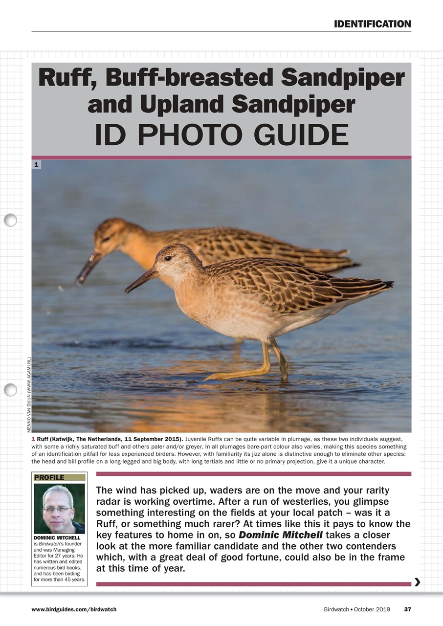 Birdwatch Magazine Preview Pages