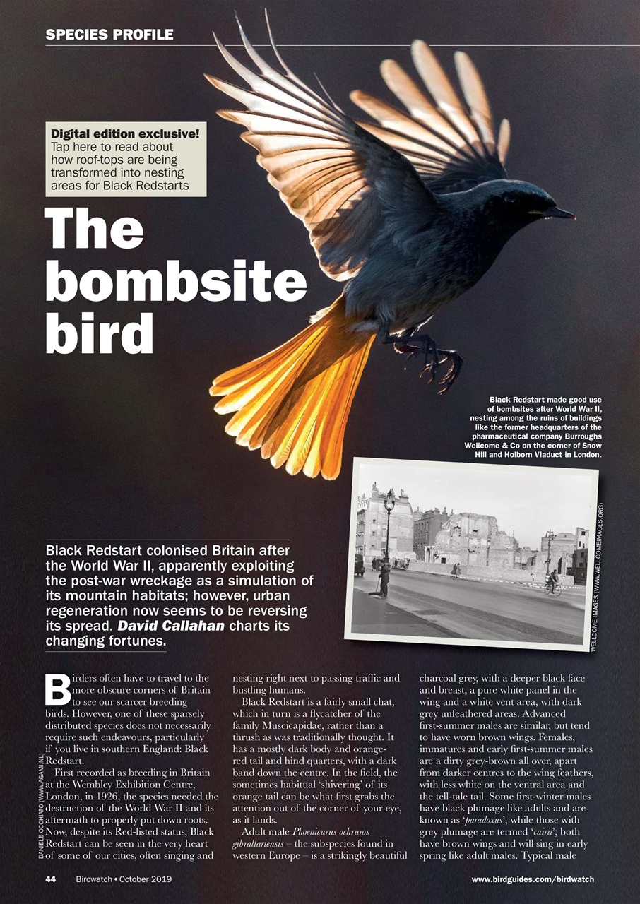 Birdwatch Magazine Preview Pages