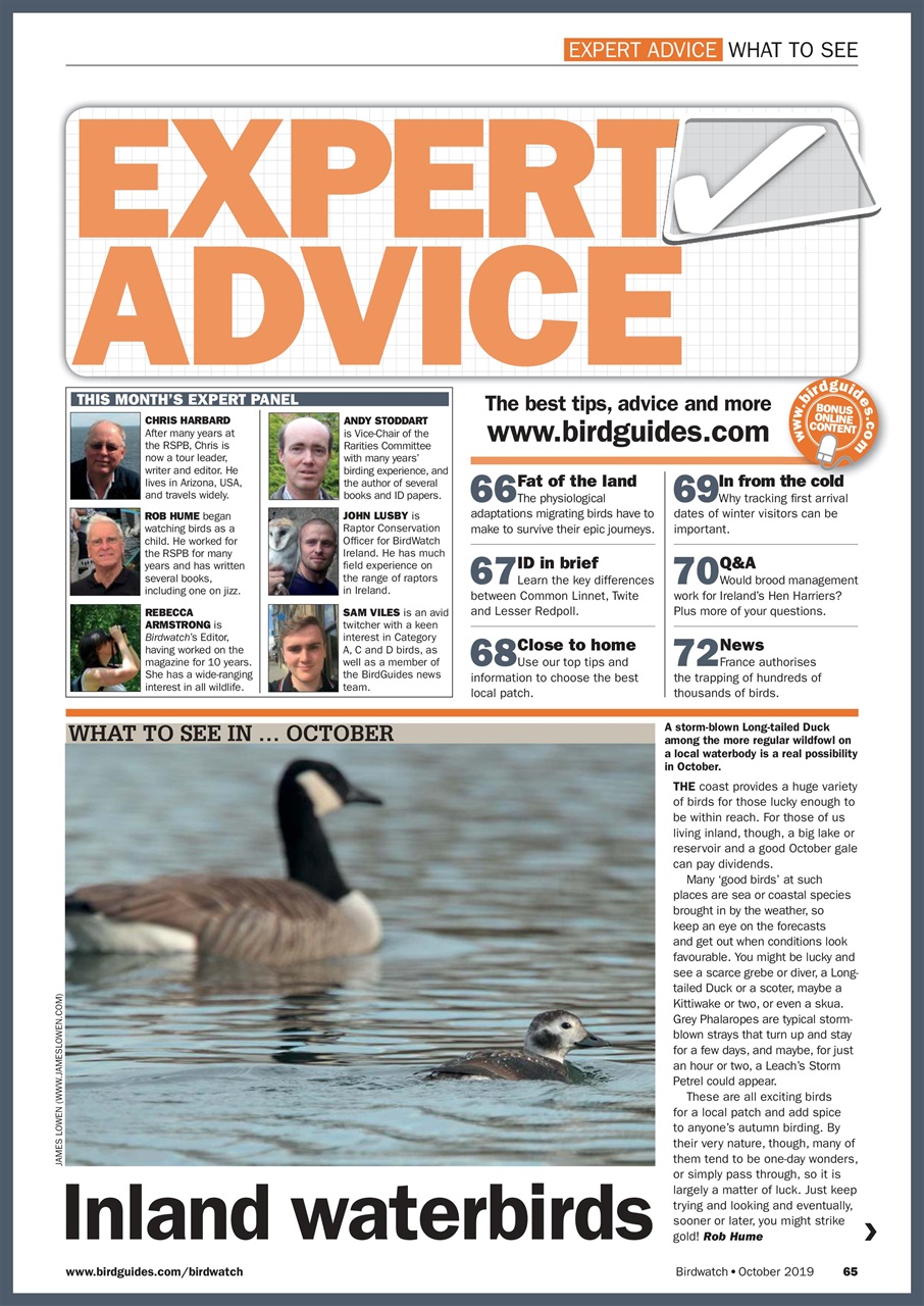 Birdwatch Magazine Preview Pages