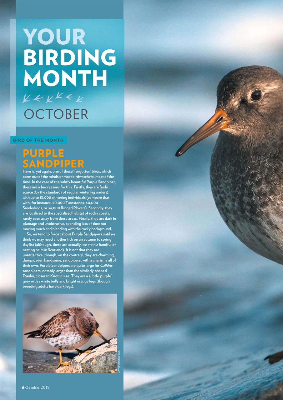 Bird Watching Preview Pages