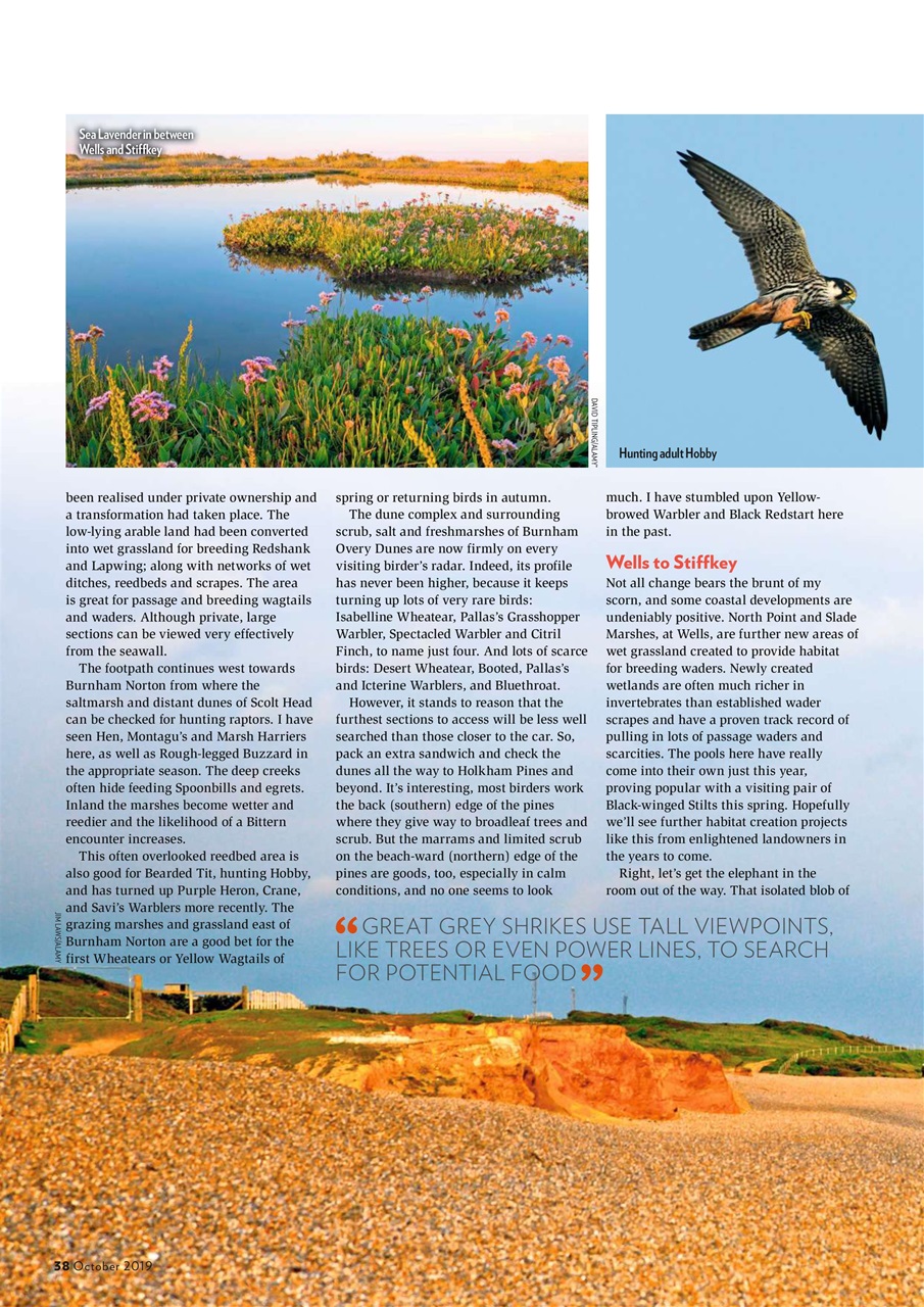 Bird Watching Preview Pages