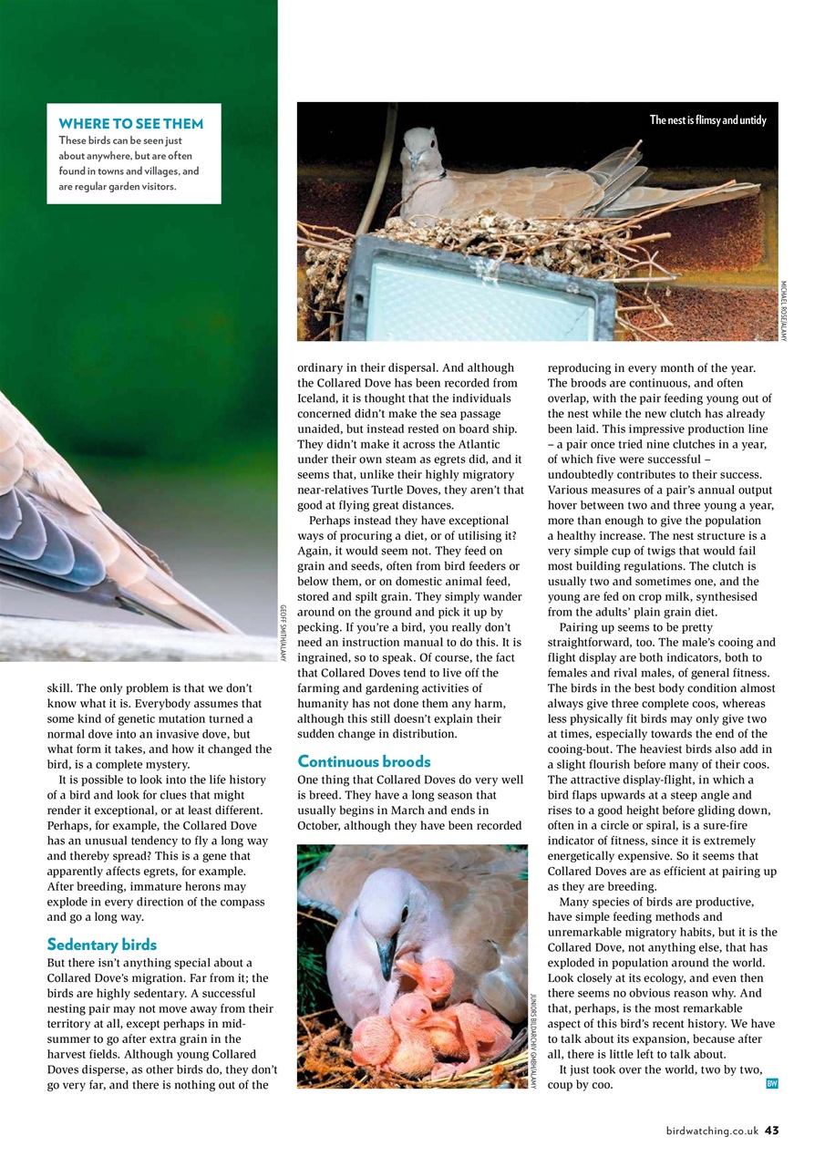 Bird Watching Preview Pages