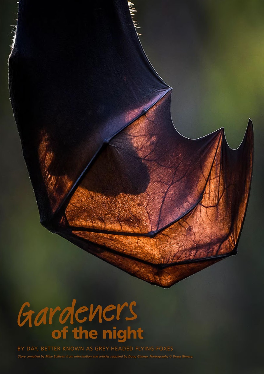 Wildlife Australia Preview Pages