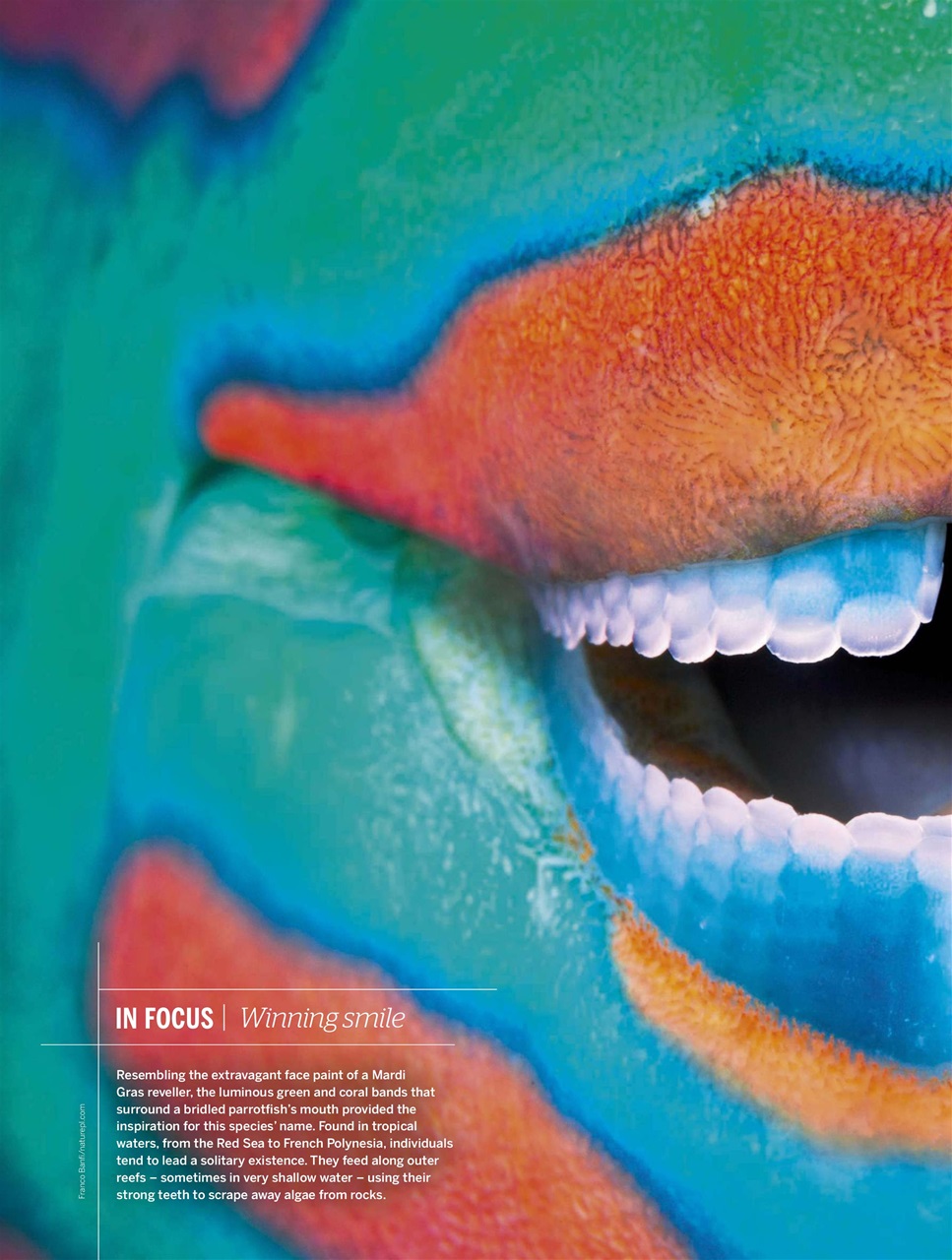 BBC Wildlife Magazine Preview Pages