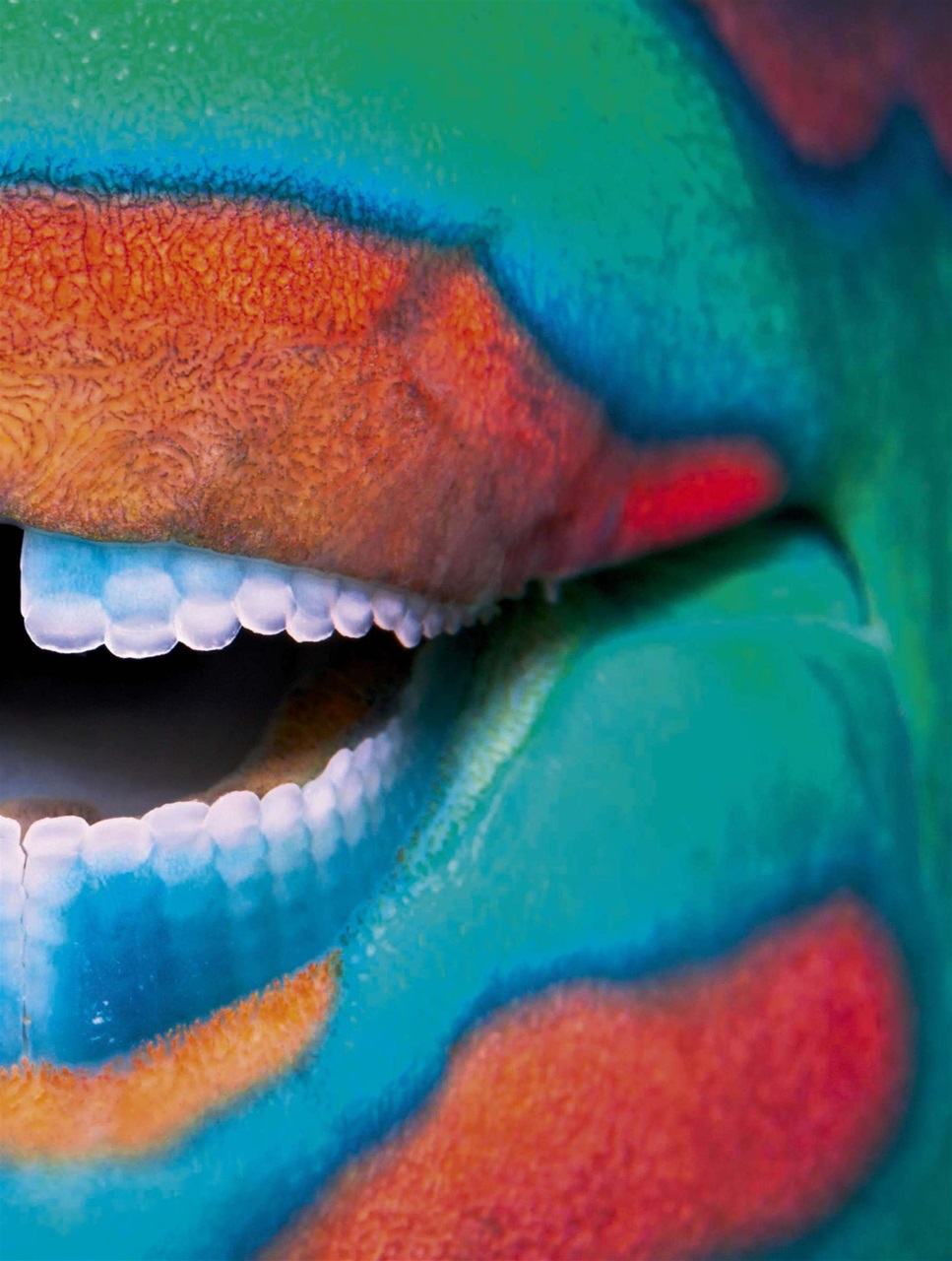 BBC Wildlife Magazine Preview Pages