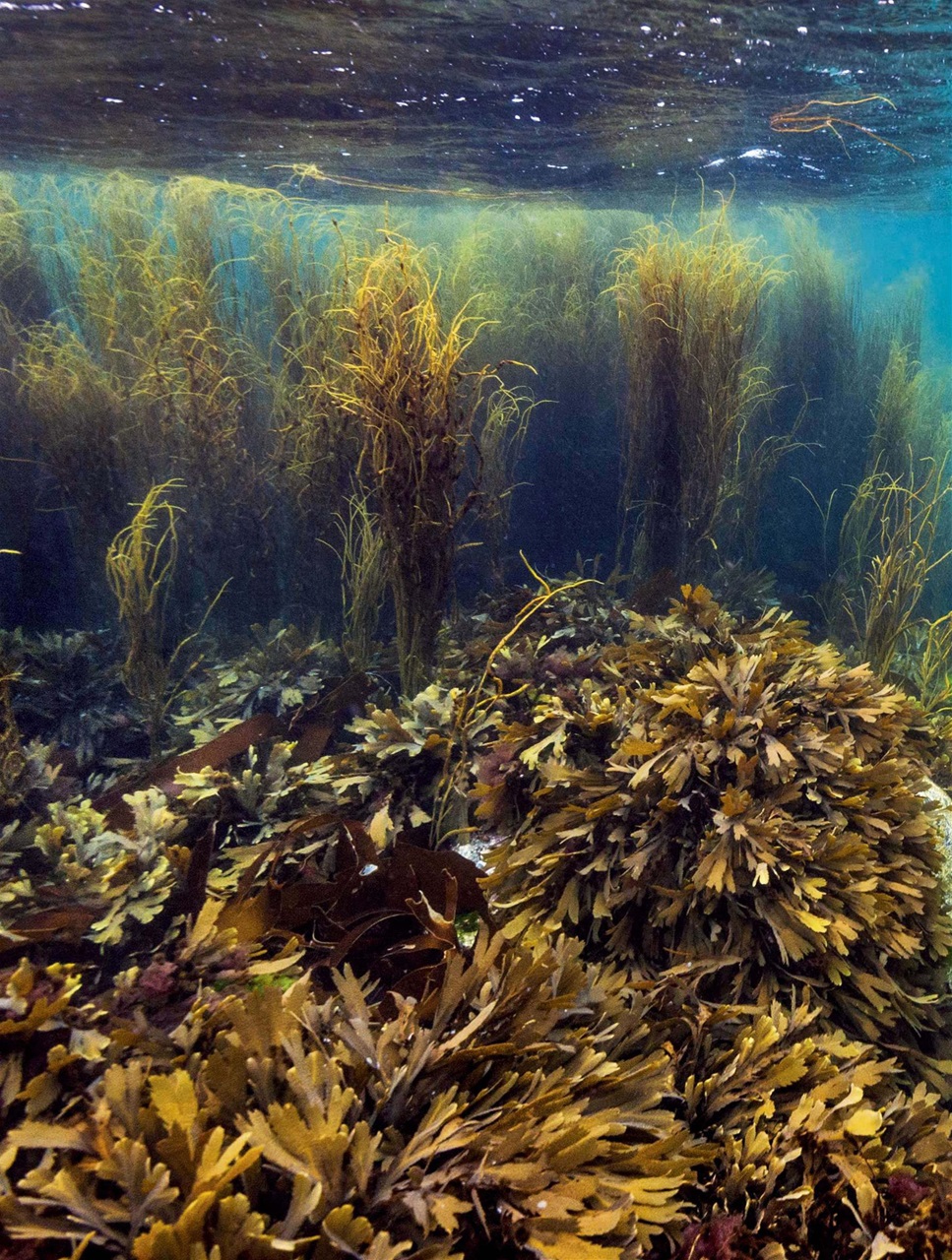 BBC Wildlife Magazine Preview Pages