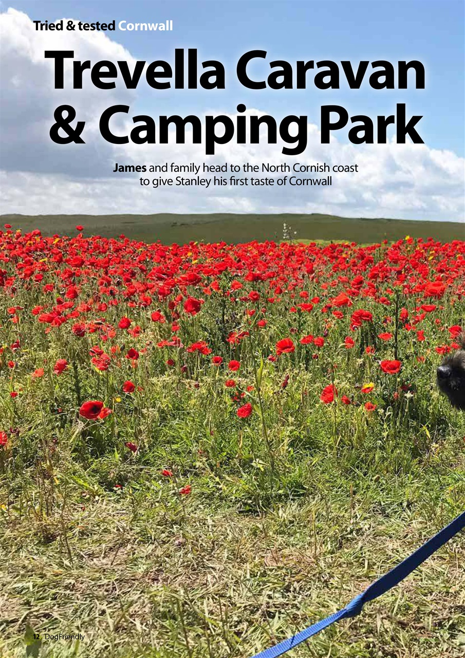 Dog Friendly Preview Pages