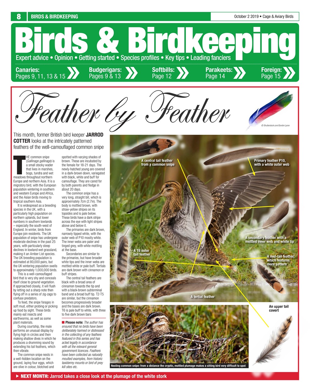 Cage & Aviary Birds Preview Pages