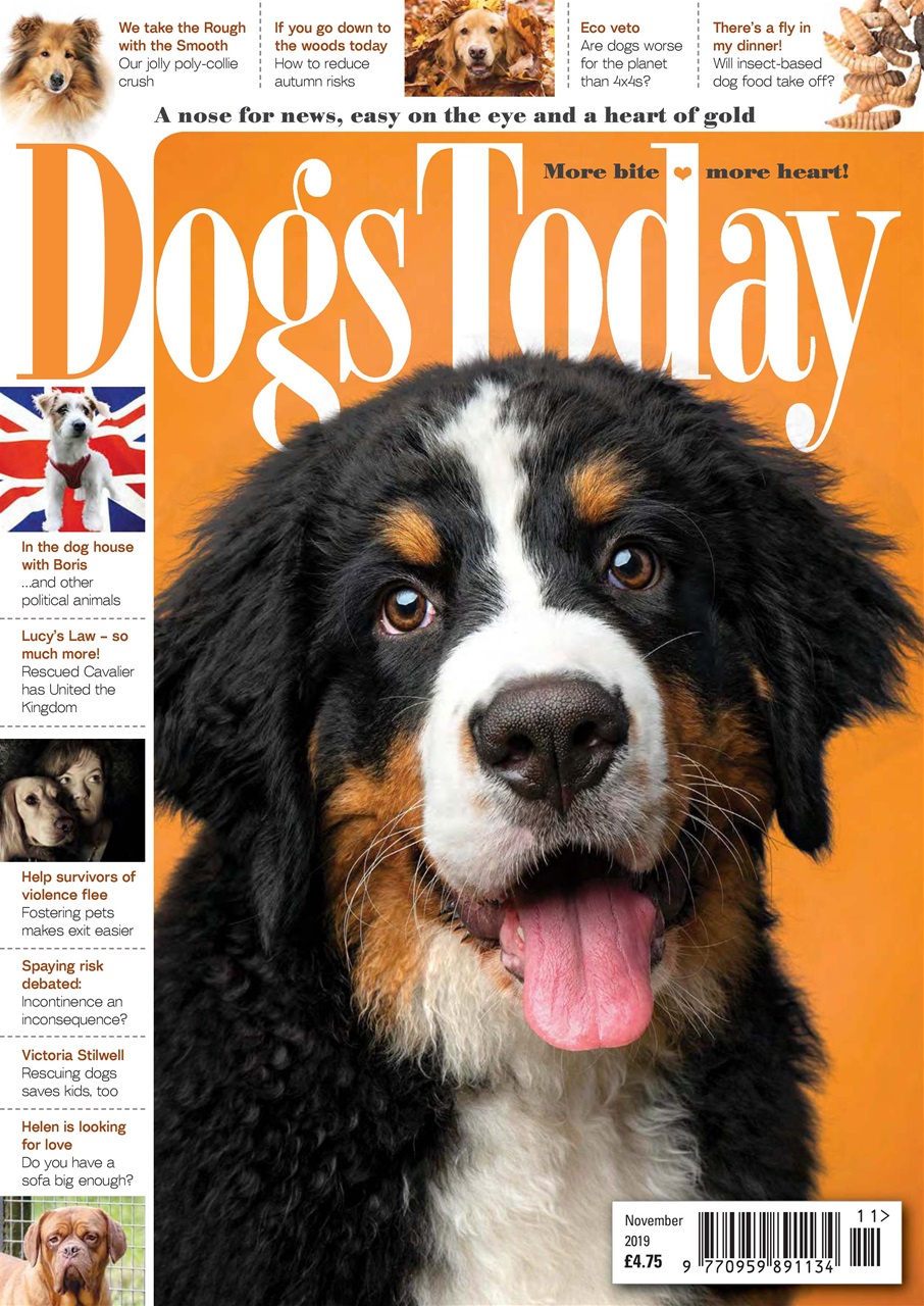 Dogs Today Magazine Preview Pages
