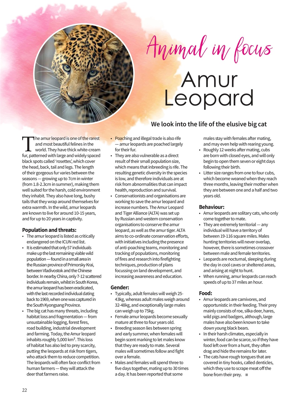 Vegan Life Preview Pages