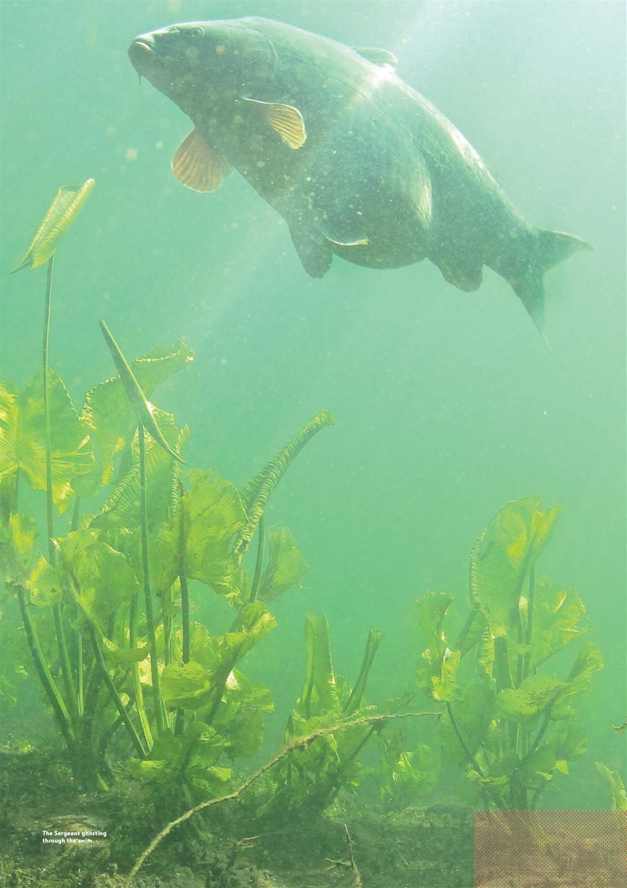 CARPology Magazine Preview Pages