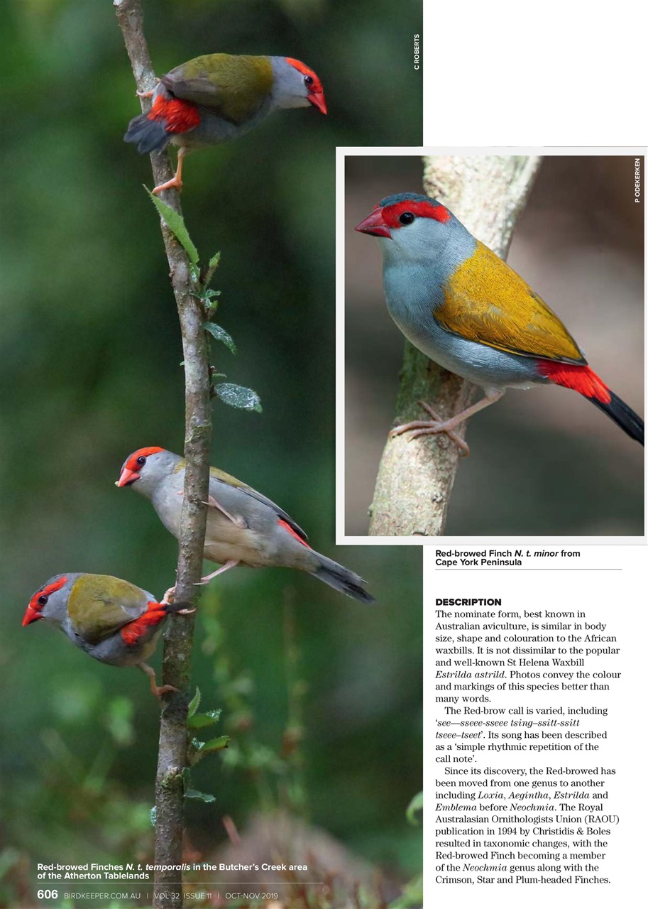 Australian Birdkeeper Magazine Preview Pages