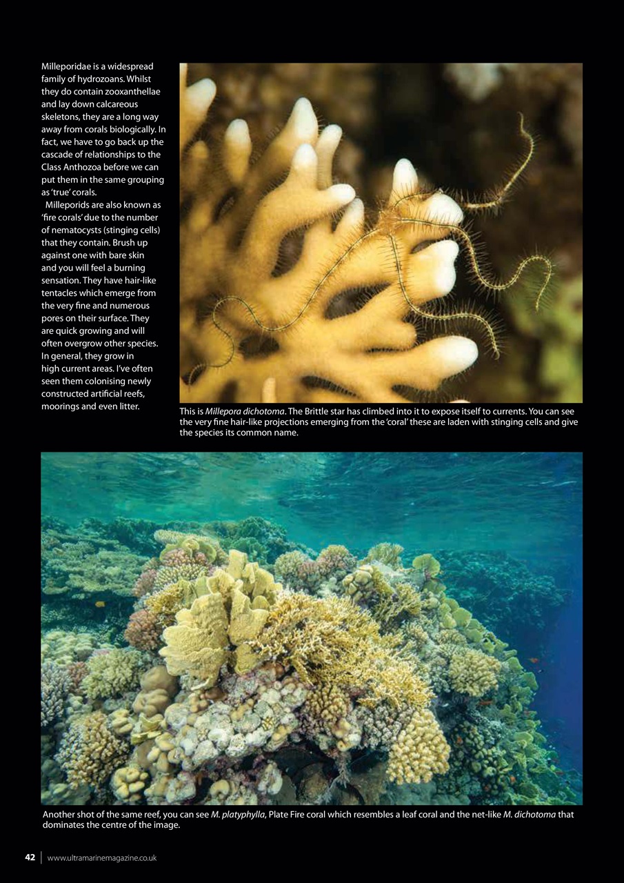 UltraMarine Magazine Preview Pages