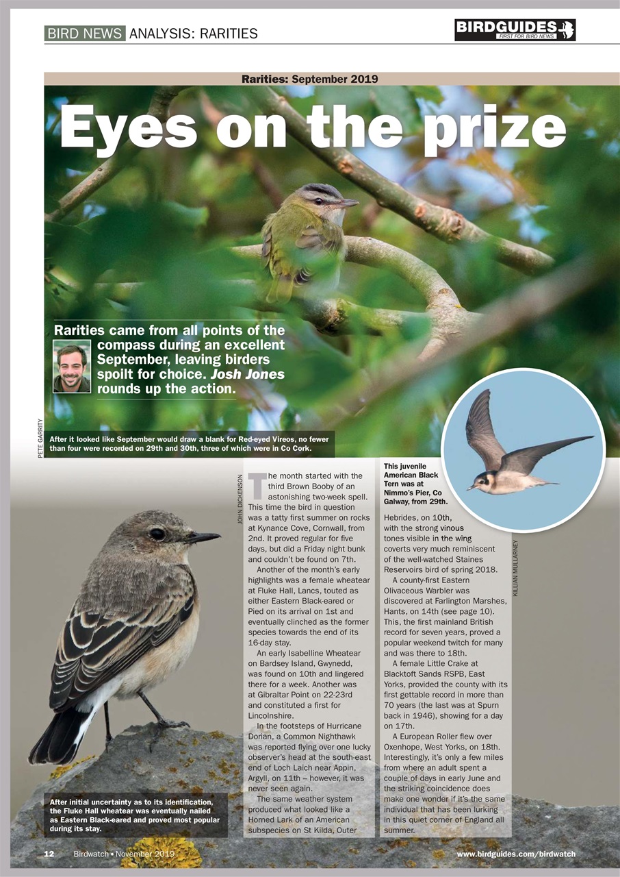 Birdwatch Magazine Preview Pages