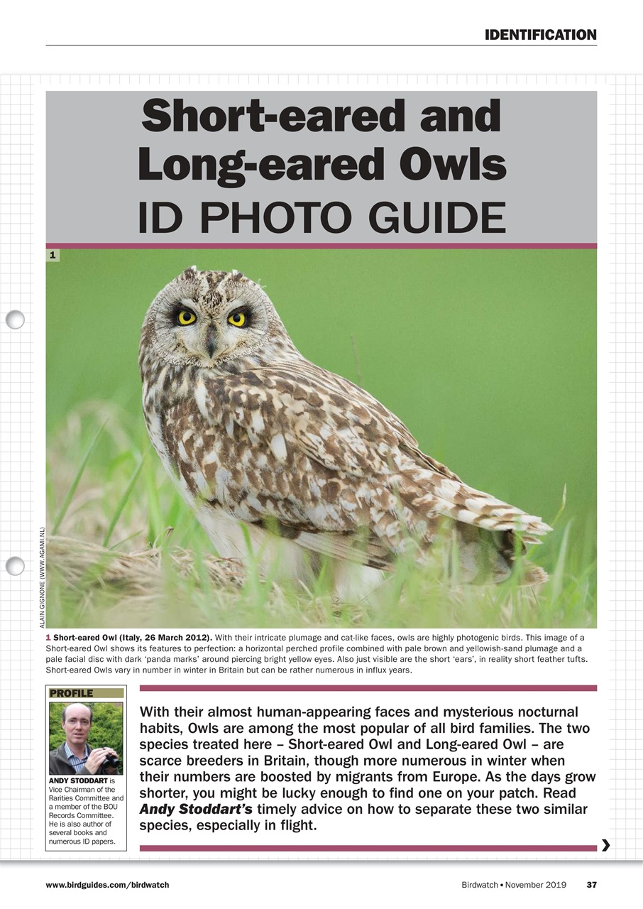 Birdwatch Magazine Preview Pages