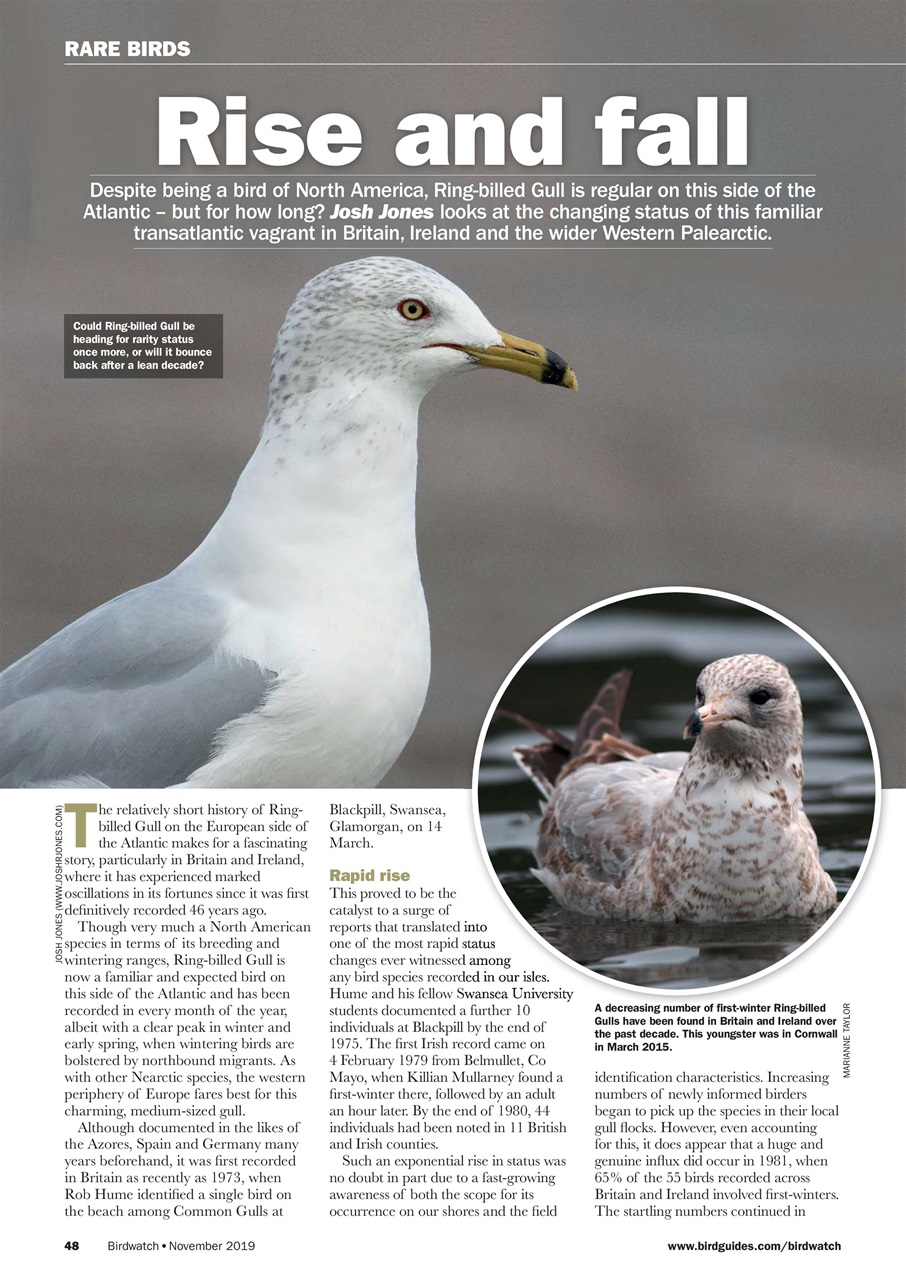 Birdwatch Magazine Preview Pages