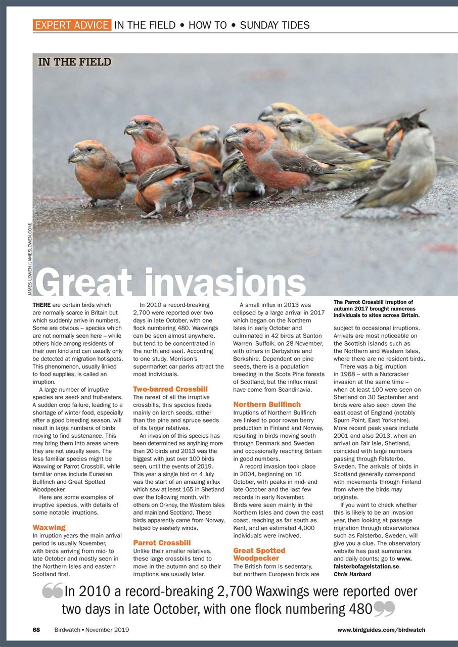 Birdwatch Magazine Preview Pages