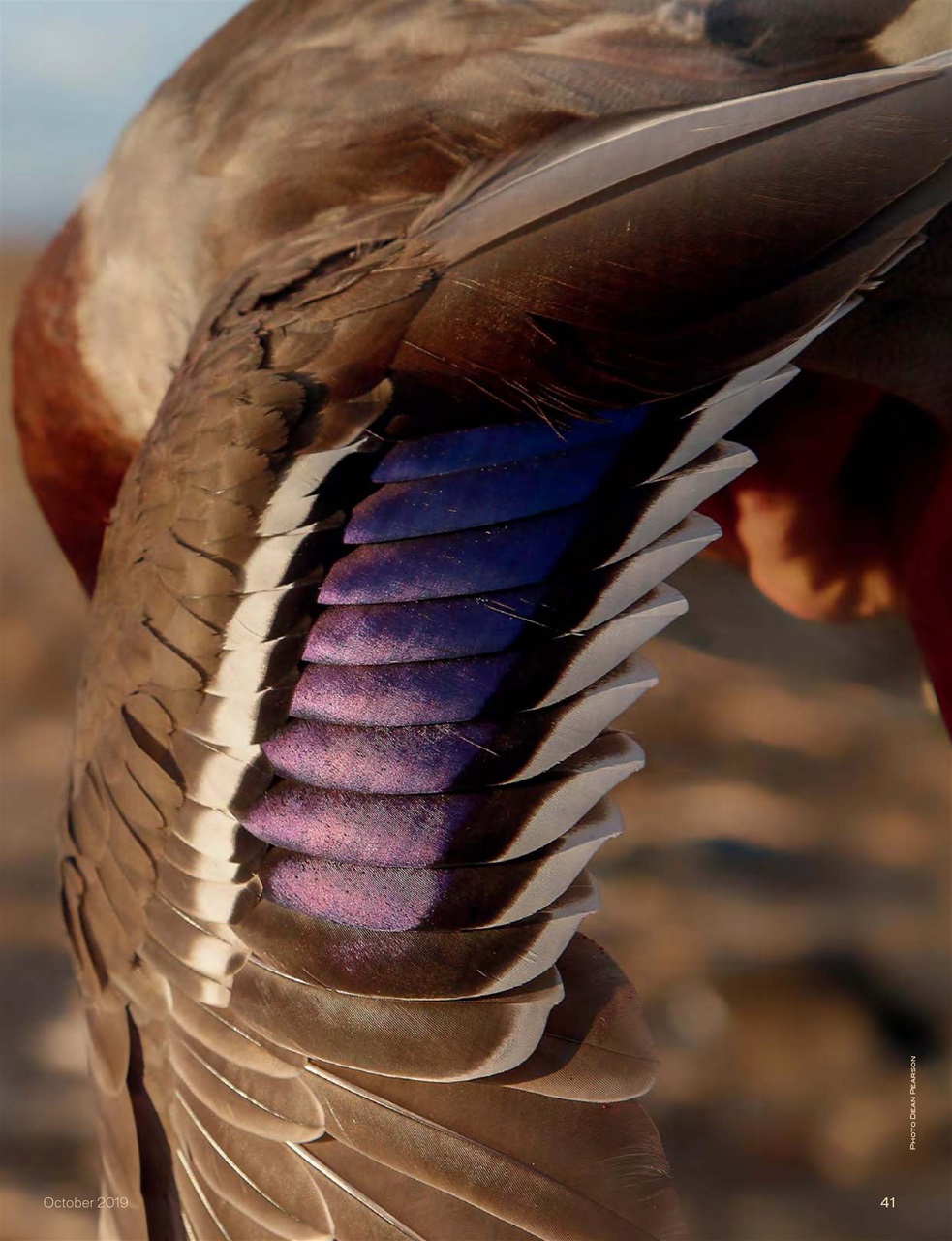 American Waterfowler Preview Pages