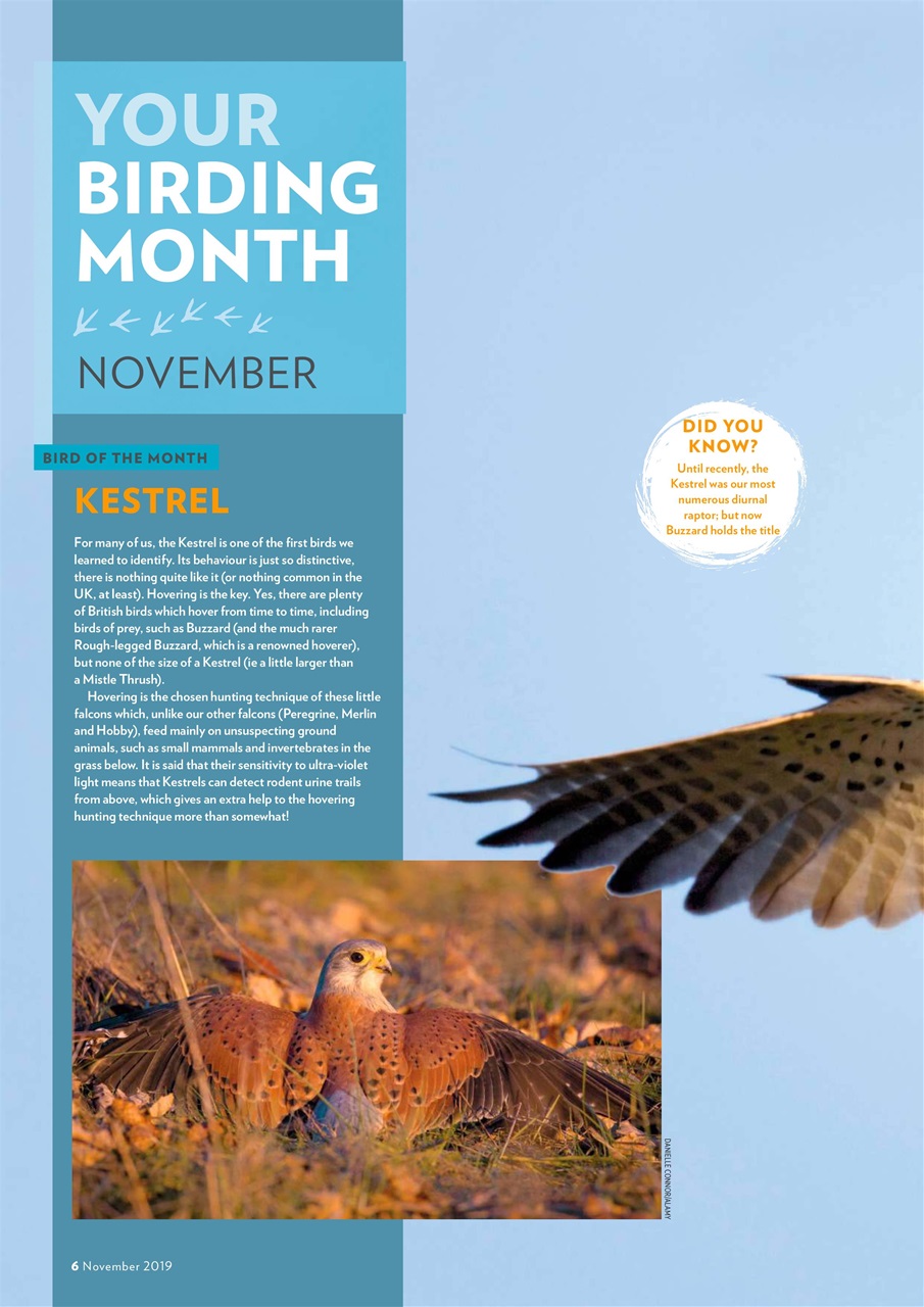 Bird Watching Preview Pages