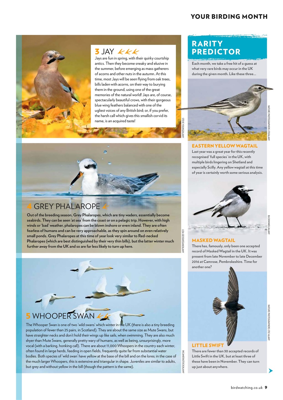 Bird Watching Preview Pages