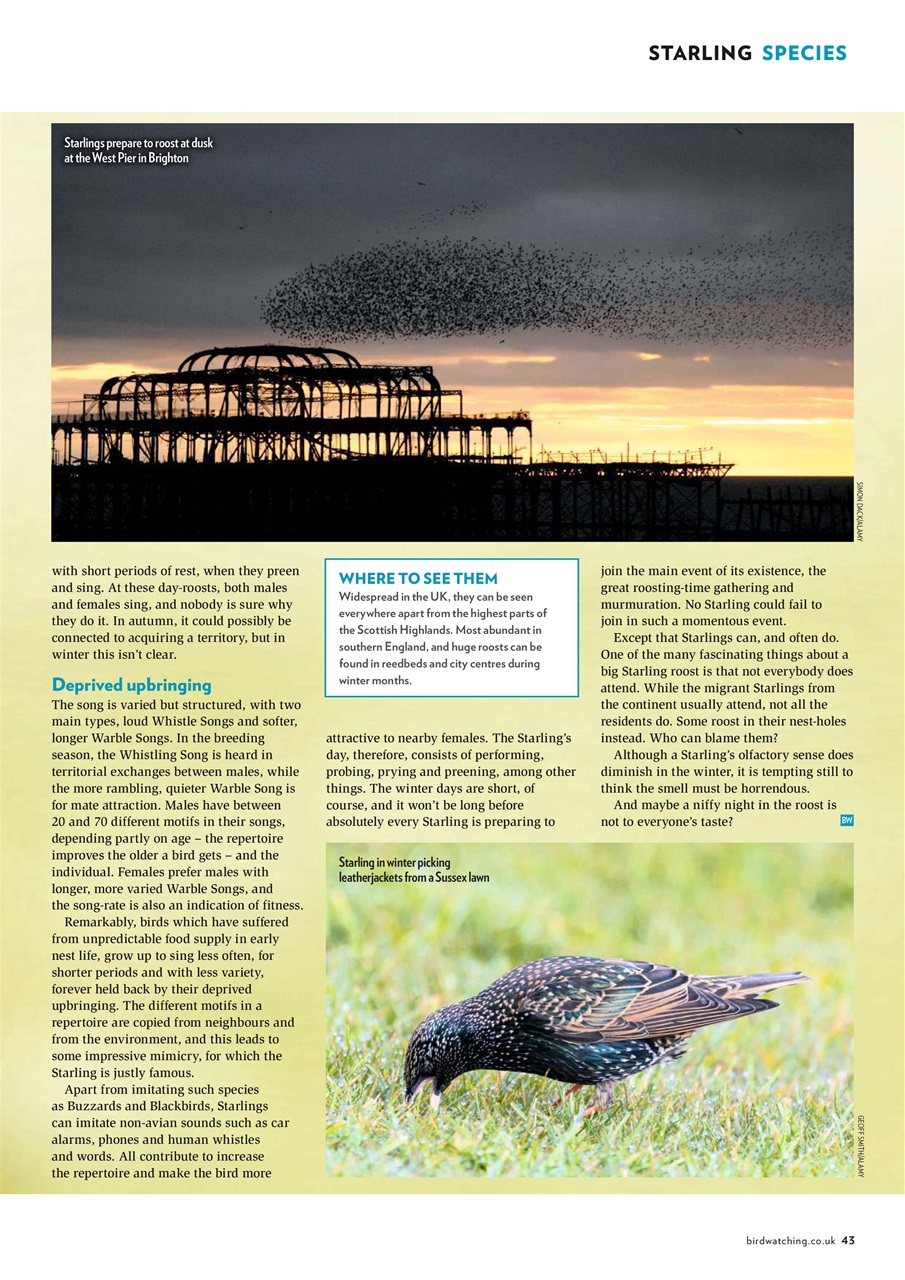 Bird Watching Preview Pages