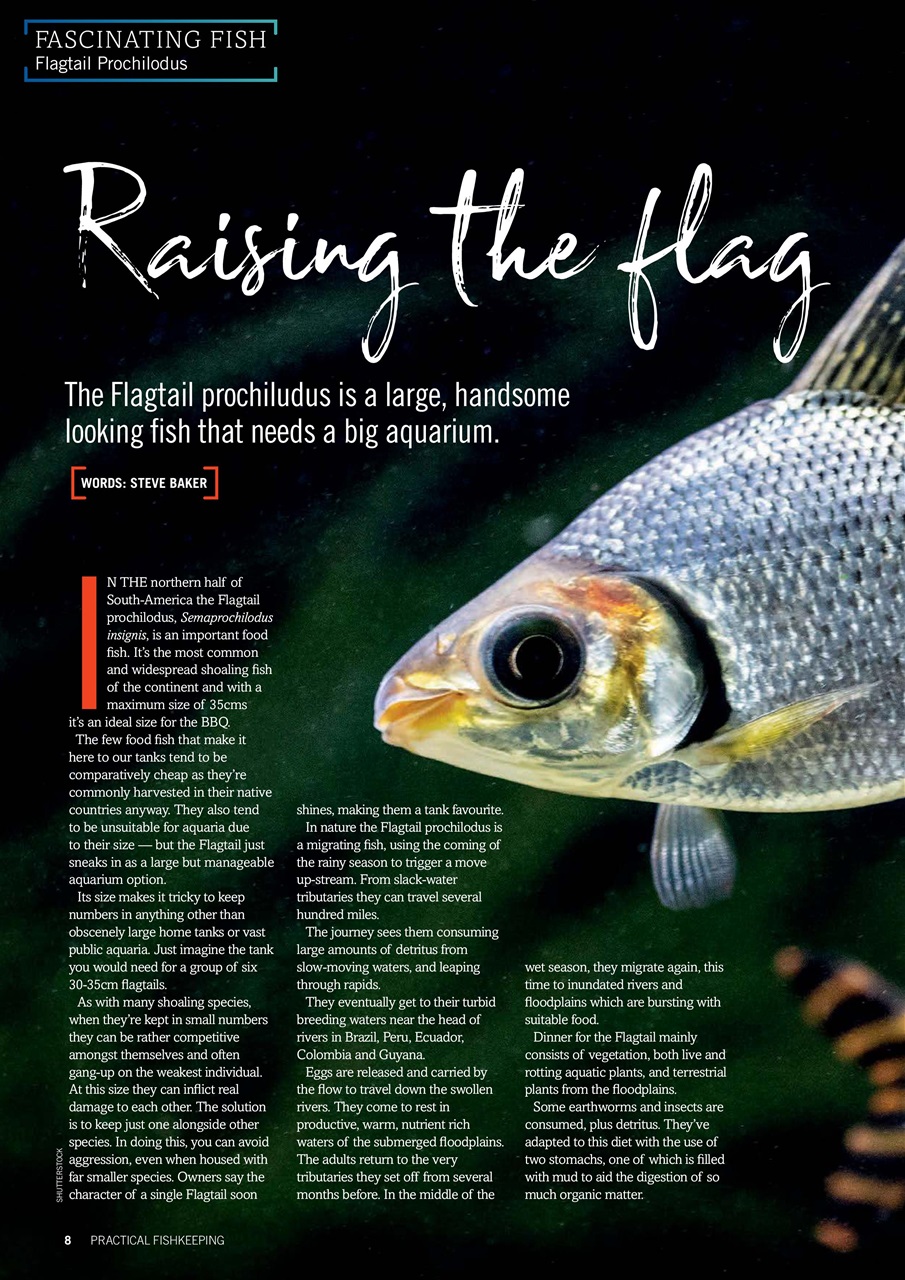 Practical Fishkeeping Preview Pages