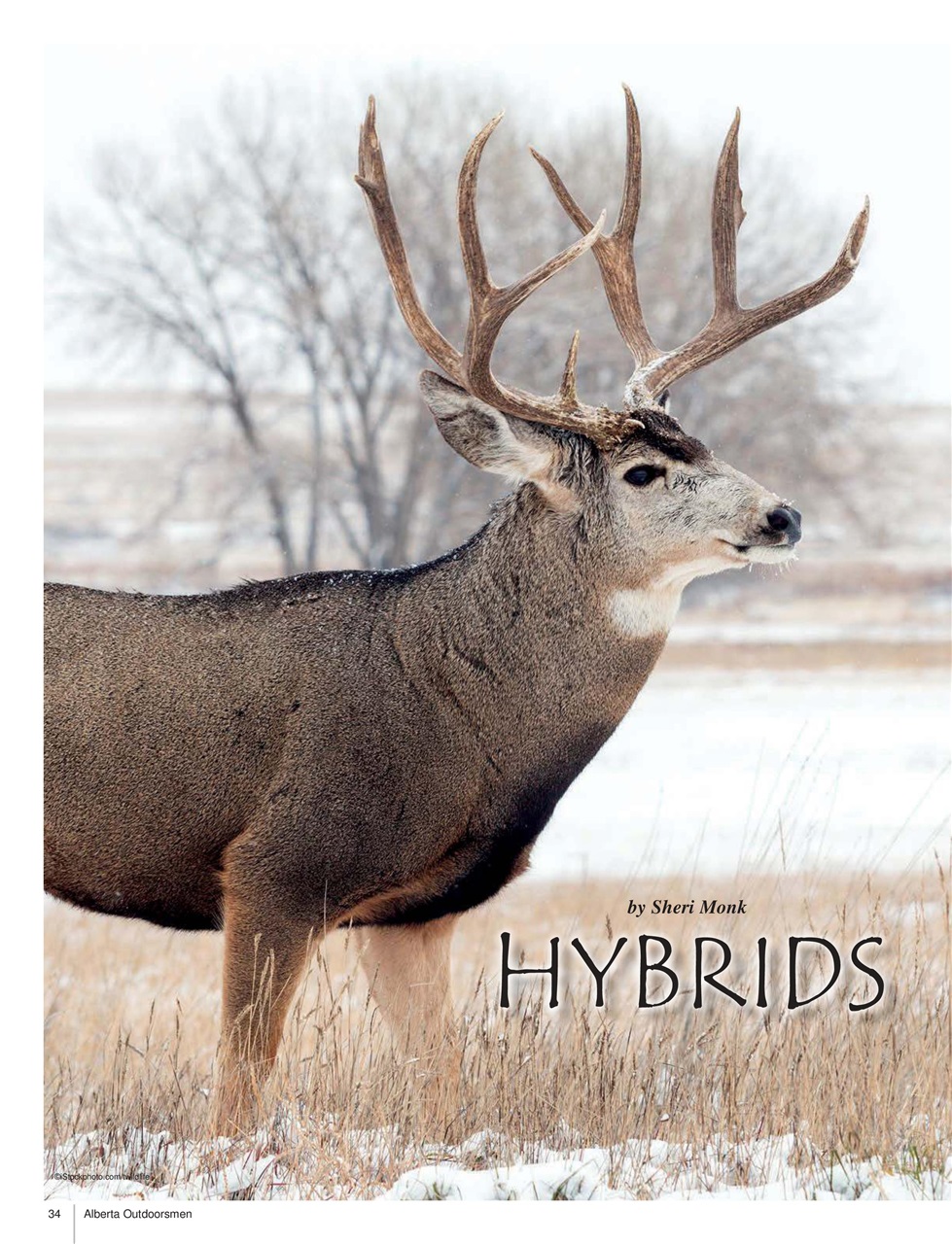 Alberta Outdoors Preview Pages