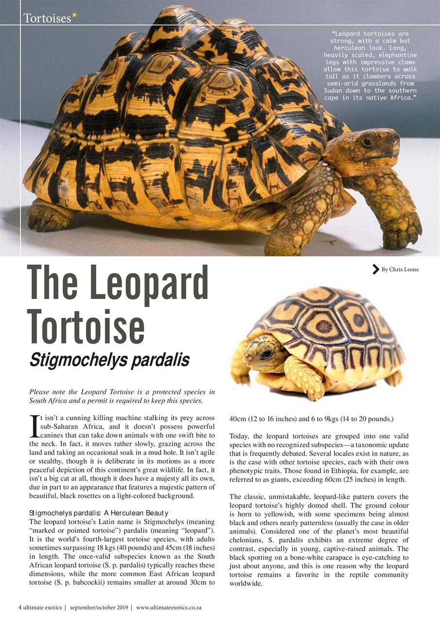 Ultimate Exotics Preview Pages