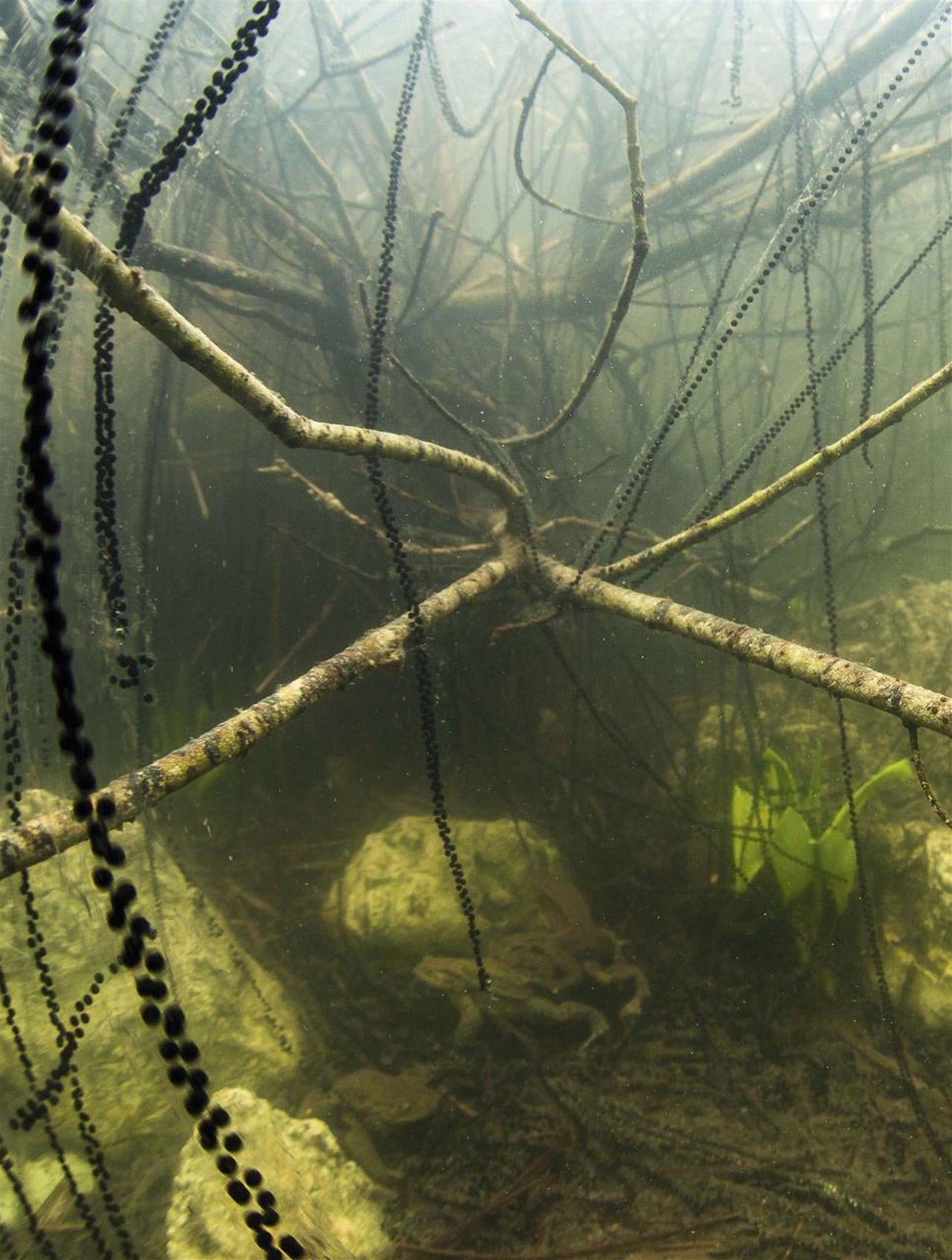 BBC Science Focus Magazine Preview Pages