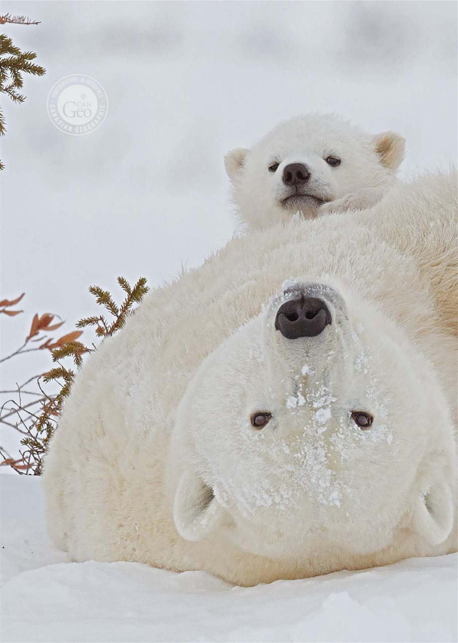 Canadian Geographic Preview Pages